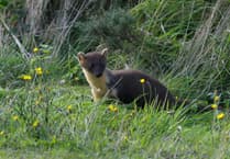 Exmoor sees pine martens reintroduced after 150 years
