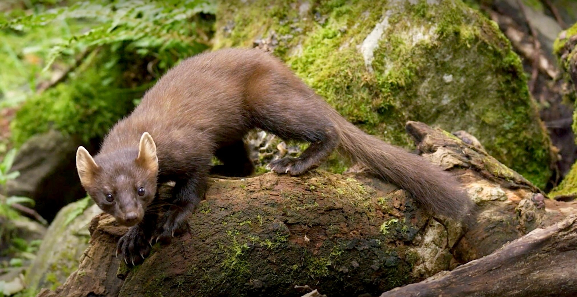 Exmoor sees pine martens reintroduced after 150 years | wsfp.co.uk