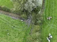 Video shows hounds chasing fox in what sabs claim is illegal hunt