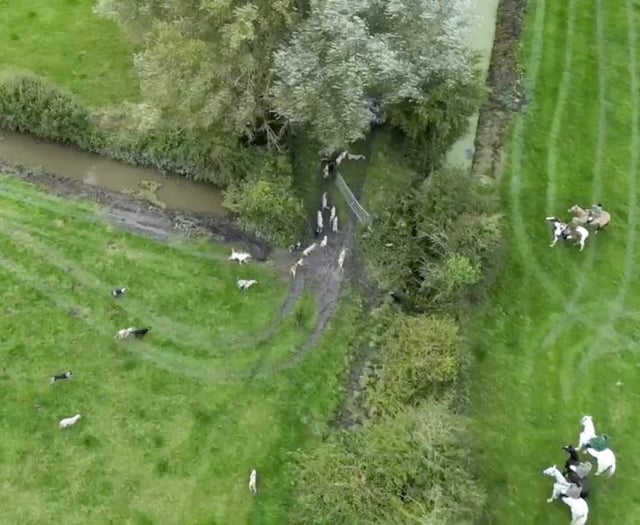 Video shows hounds chasing fox in what sabs claim is illegal hunt