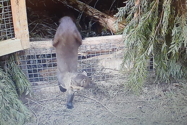 Pine martens step closer to Exmoor reintroduction