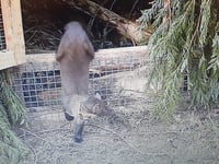 Pine martens step closer to Exmoor reintroduction