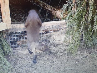 Pine martens step closer to Exmoor reintroduction
