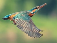 Nature Diary: The little bird that dives to survive
