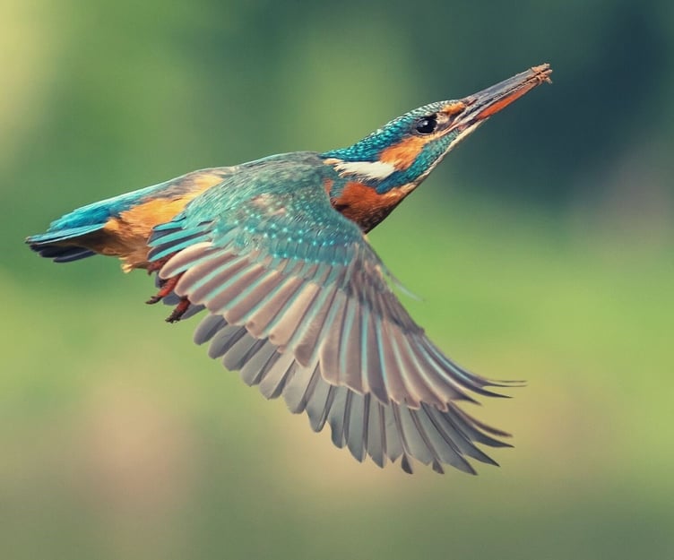 A kingfisher in flight
