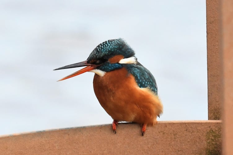 A Kingfisher photographed locally by Alistair Stevenson