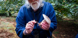 Nature activities for all among highlights of 'Fantastic Fungi' event