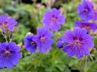 Slugging it out in the garden: Good Gardening by Philip Greenfield