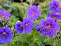 Slugging it out in the garden: Good Gardening by Philip Greenfield