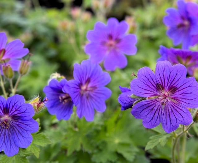 Slugging it out in the garden: Good Gardening by Philip Greenfield