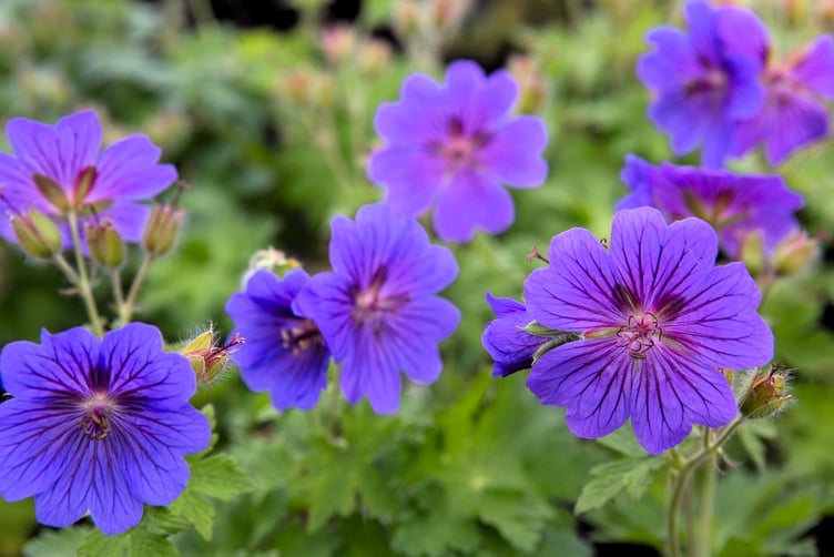 Hardy geraniums are among many plants that slugs don't like (Photo: Gardeners' World)