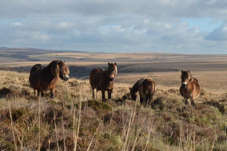 Ponies grazing in the 'Exmoor Pioneers' conservation landscape. PHOTO: ENPA