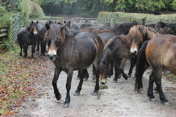 Exmoor Ponies being gathered on Winsford Hill.