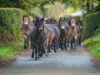 Annual gathering of Exmoor Ponies is rare spectacle