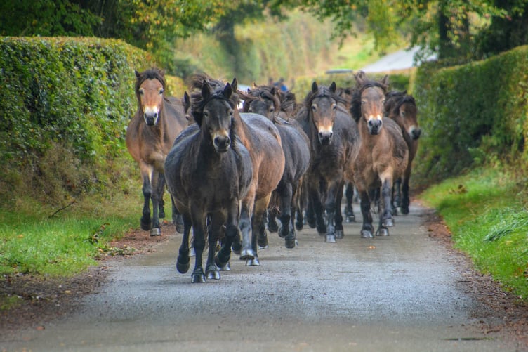 The annual gathering of Exmoor Ponies taking place on Winsford Hill on Monday.