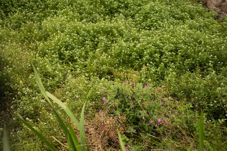 Fool’s Watercress is thriving in the Holnicote Estate's new wetland landscape on Exmoor, providing refuge for a range of different species. PHOTO: James Beck and National Trust Images.