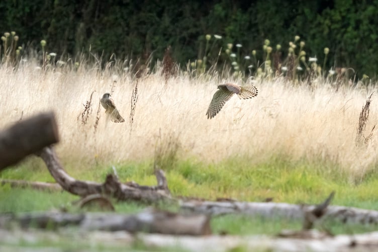 Kestrels near the river at Holnicote Estate, Exmoor wetlands