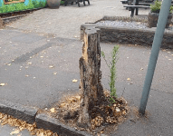 Councillors look at spending £8k to replace town centre trees