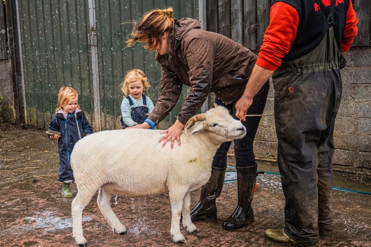 Ross Crang and Lexy Floyd with children Ella and Daisy washing a ewe before Dunster Show.