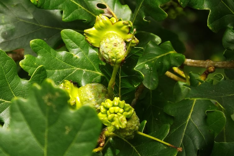 Knopper galls. PHOTO: Hortographical.