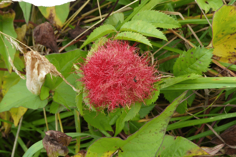 An example of a Robin's pincushion gall. PHOTO: iSpot Nature.