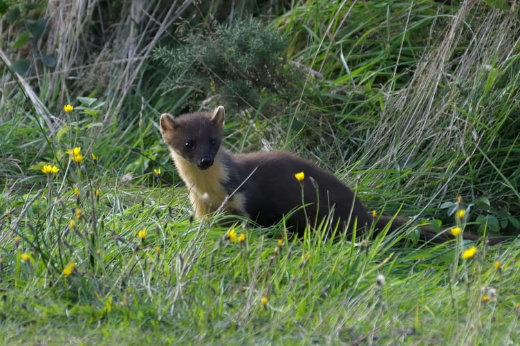 A pine marten. Video shows pine martens officially returning to a part of the country after at least 100 years. The 15 pine martens, including eight adult females and seven adult males, were  released at secret locations on Dartmoor  in Devon. Conservationists are hailing the conservation project as a historic step in the restoration of the regionâs woodlands and their wildlife. Ed Parr Ferris, Conservation Manager at Devon Wildlife Trust, said: âPine martens are stunning members of the weasel family, about two foot long, weighing just one-and-a-half kilos, with their creamy-orange bibs contrasting against their smooth chocolate-coloured coat. 