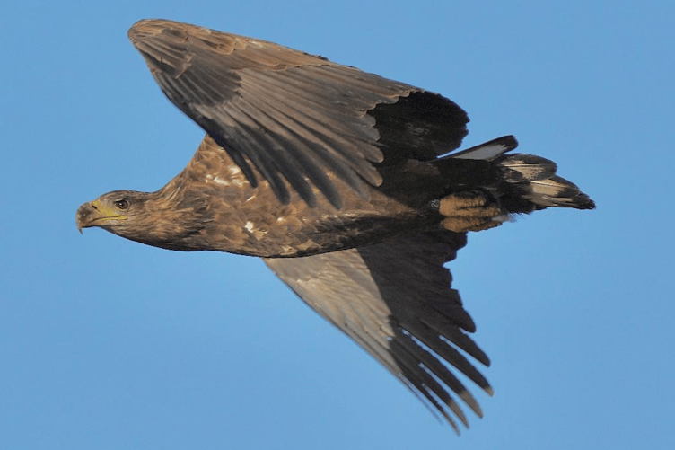 The UK's largest bird of prey with a wingspan of eight feet, sea eagles, are beginning to re-populate Exmoor.