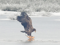 Sea eagles beginning to return to West Somerset coastline