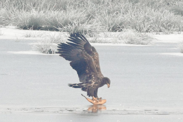 White-tailed eagles, known as sea eagles, are returning to Exmoor after two centuries.
