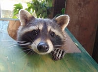 Our favourite zoo needs help through the winter