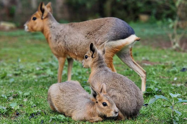 Some of the Patagonian mara which can be seen at Tropiquaria zoo.