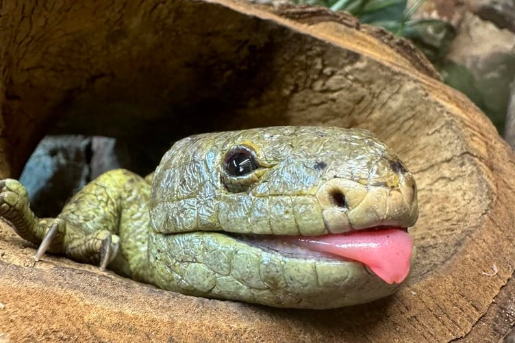 Nelly the skink relaxing in Tropiquaria.