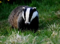 Dead badgers to be tested for TB infection