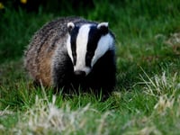 Dead badgers to be tested for TB infection