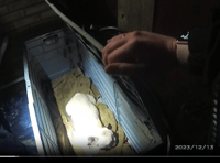 French bulldog found in closed container in total darkness