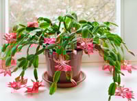 Gardening by Philip Greenfield - Grow yourself a colourful Christmas 