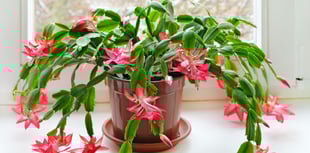 Gardening by Philip Greenfield - Grow yourself a colourful Christmas 