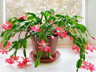Gardening by Philip Greenfield - Grow yourself a colourful Christmas 