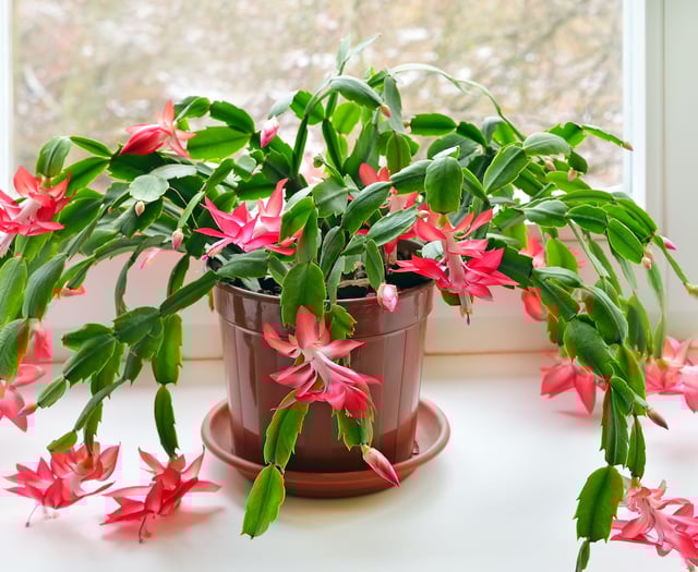 Gardening by Philip Greenfield - Grow yourself a colourful Christmas 