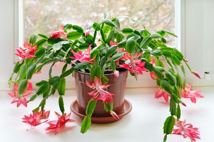 A Christmas cactus (Photo: House Beautiful)  