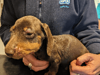Dachshund pup dumped in Somerset as RSPCA reveals scale of abandonment