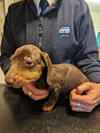 Dachshund pup dumped in Somerset as RSPCA reveals scale of abandonment