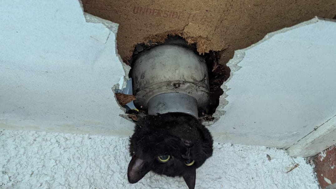Cat rescued by firefighters after getting stuck in a drainpipe | wsfp.co.uk