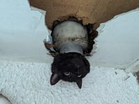 Cat rescued by firefighters after getting stuck in a drainpipe
