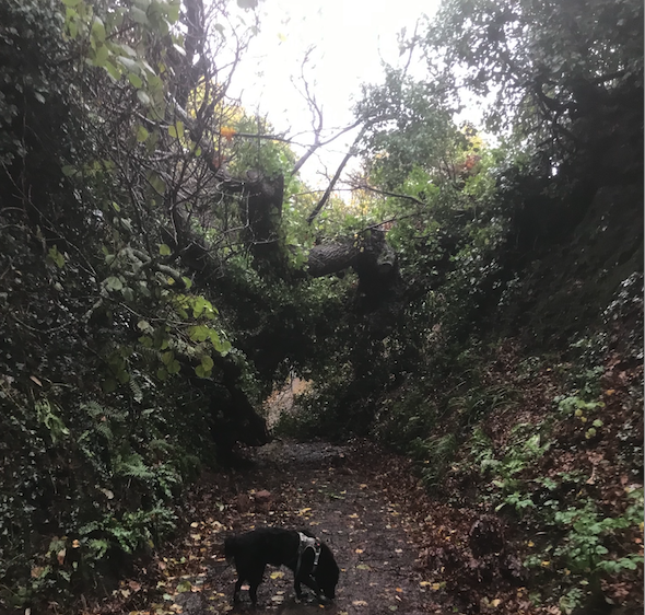An oak tree which has fallen across a path Periton Lane, Minehead.