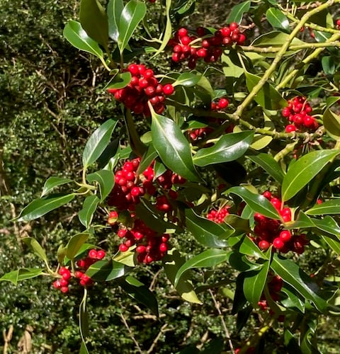A favourite for Christmas decorations - holly
