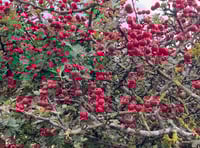 Nature Diary: Have a very berry Christmas on Exmoor