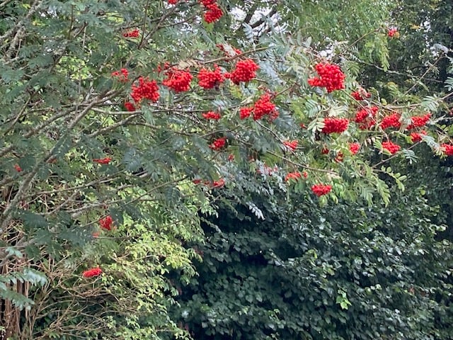 Rowan berries