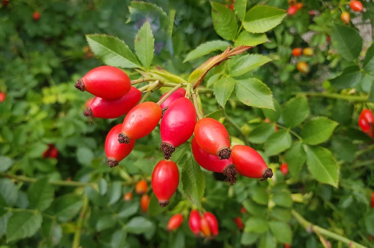 Rose hips 