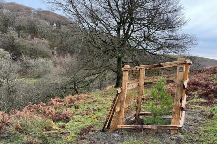 A specially-made timber guard protects a newly-planted Exmoor tree and allows animals to graze around it. PHOTO: ENPA.